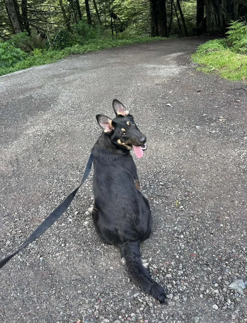 A young medium-sized male Black Shepherd dog named Red for adoption in Hoopa, CA