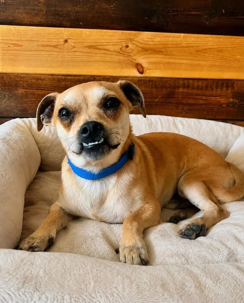 An adult small-sized male Brown / Chocolate Chihuahua dog named Pokey Chi for adoption in Aurora, IN