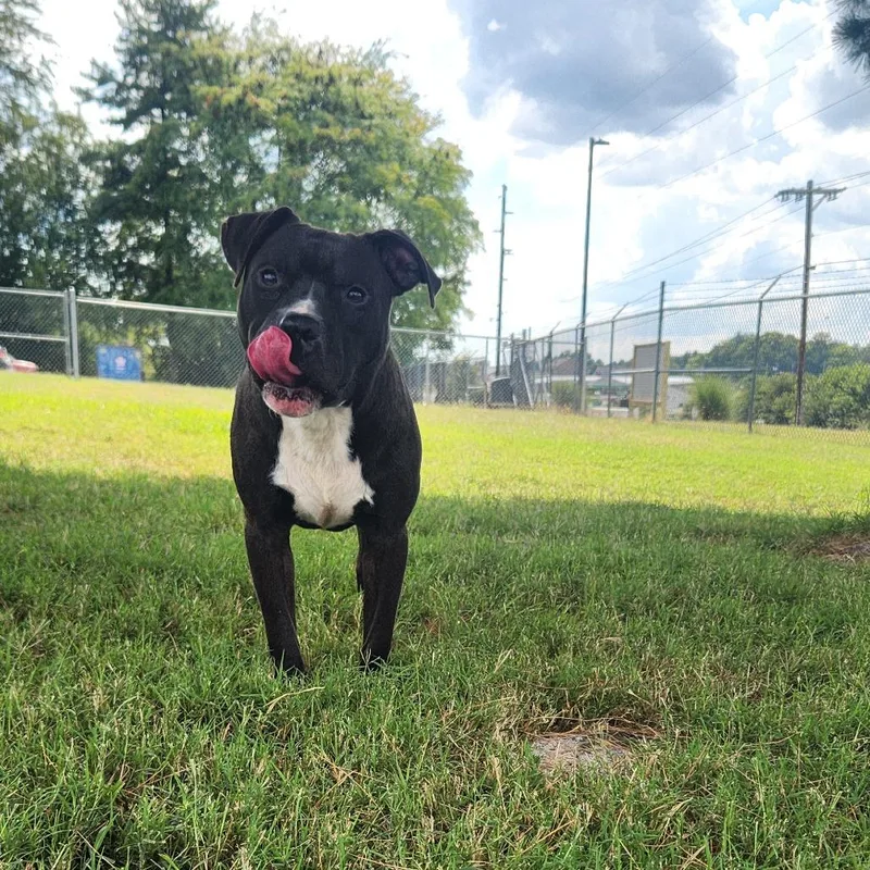 An adult medium-sized male Mixed Breed dog named Meenie for adoption in Danville, KY