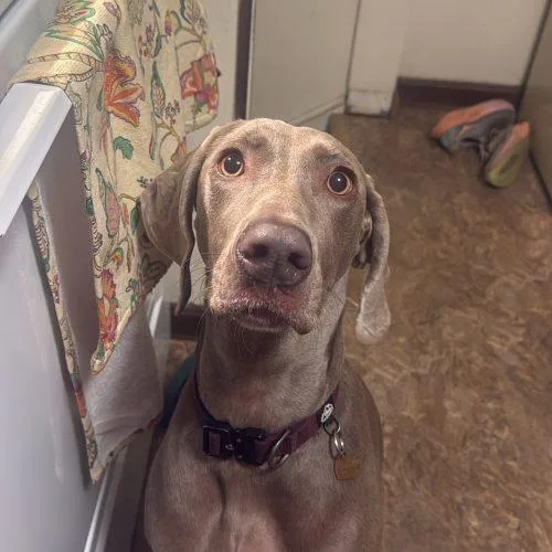 A young medium-sized female Gray / Blue / Silver Weimaraner dog named Freya for adoption in Grand Rapids, MI