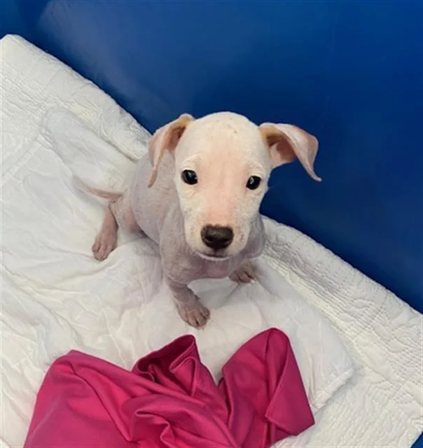 A baby small-sized female Mixed Breed dog named Sweetie Pie for adoption in Dallas, TX