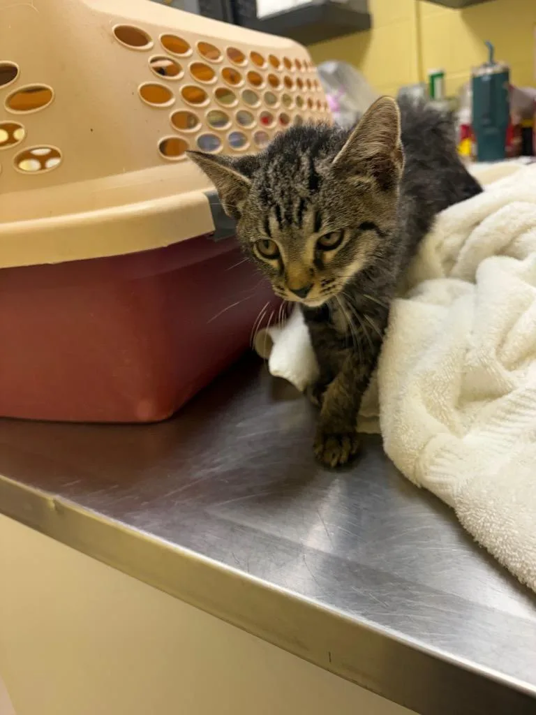 A baby small-sized female Domestic Short Hair cat named Voodoo for adoption in Crossville, TN