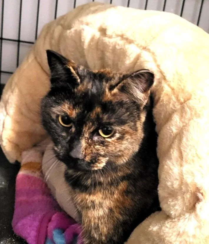 Tortellini thumbnail 2