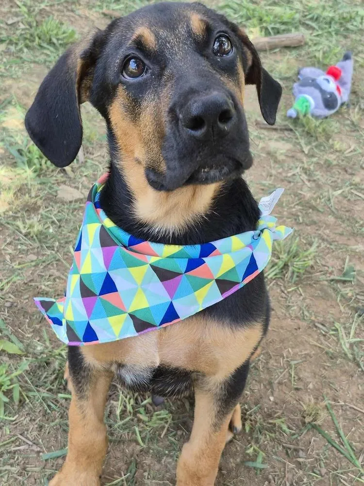 Cottontail thumbnail 2