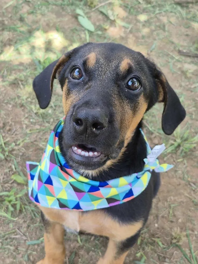 Cottontail thumbnail 3