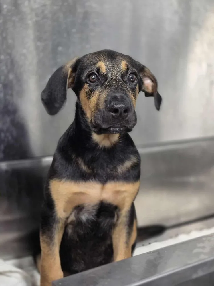 Cottontail thumbnail 4