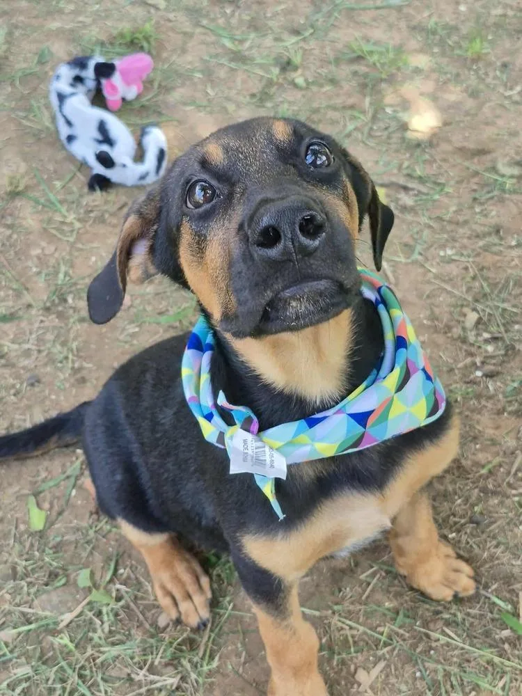 Cottontail thumbnail 5