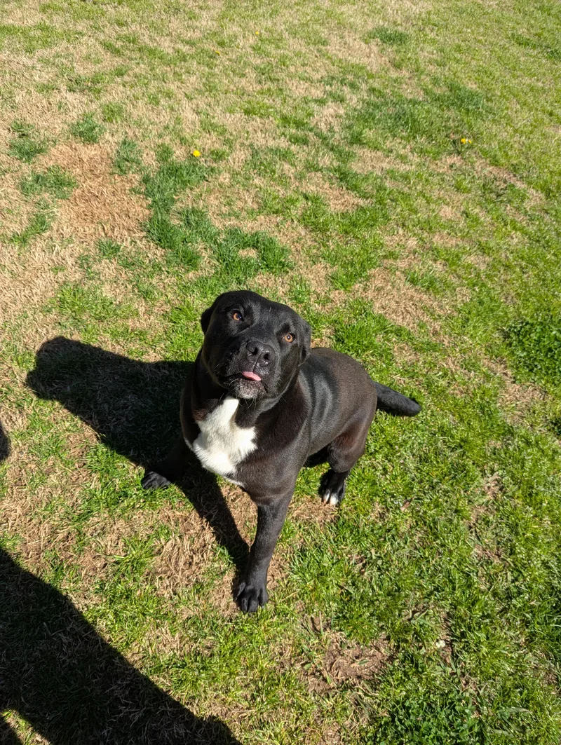 An adult medium-sized male Rottweiler dog named Winston for adoption in Appling, GA