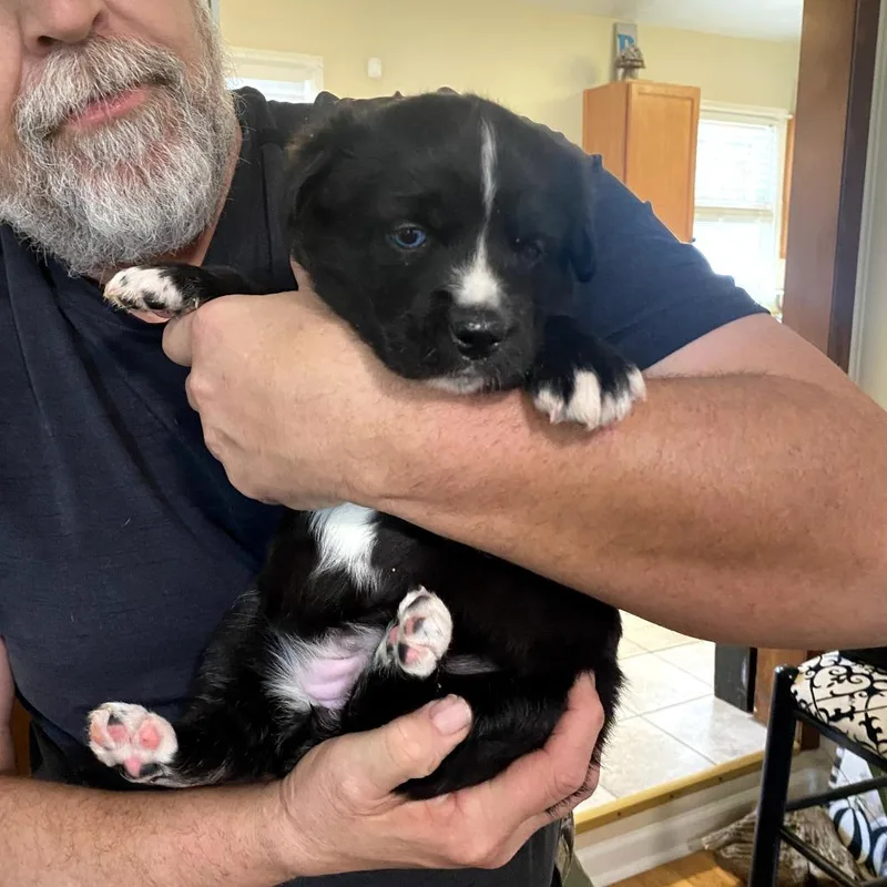 A baby medium-sized female Black Catahoula Leopard Dog dog named Echo for adoption in Huntsville, AL