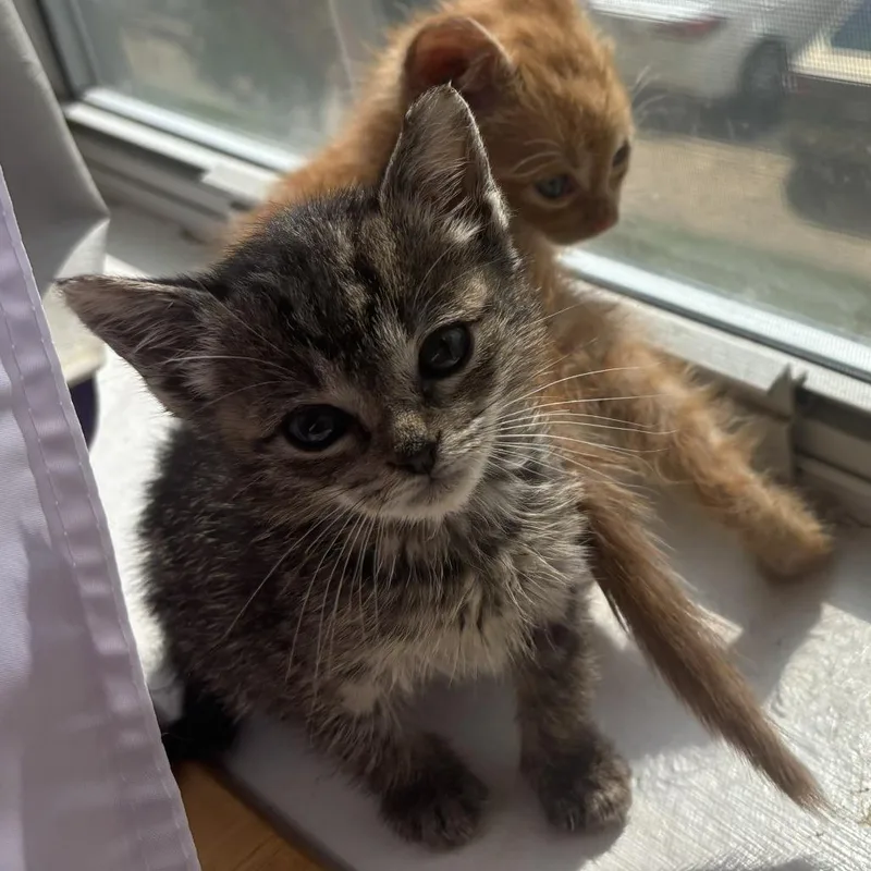 Tiny