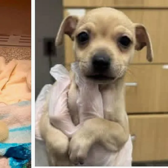 A baby small-sized female Yellow / Tan / Blond / Fawn Chihuahua dog named Ritz for adoption in Rockville, MD
