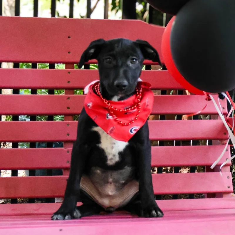 A baby small-sized female Black Labrador Retriever dog named Bunny for adoption in Wake Forest, NC