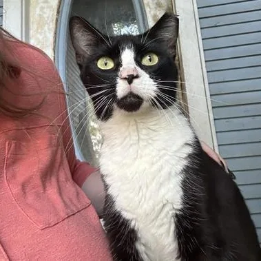 A young medium-sized female Black & White / Tuxedo Domestic Short Hair cat named Sonic for adoption in Liverpool, TX