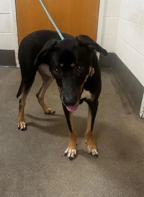 A young medium-sized male Border Collie dog named Otis for adoption in Upper Marlboro, MD
