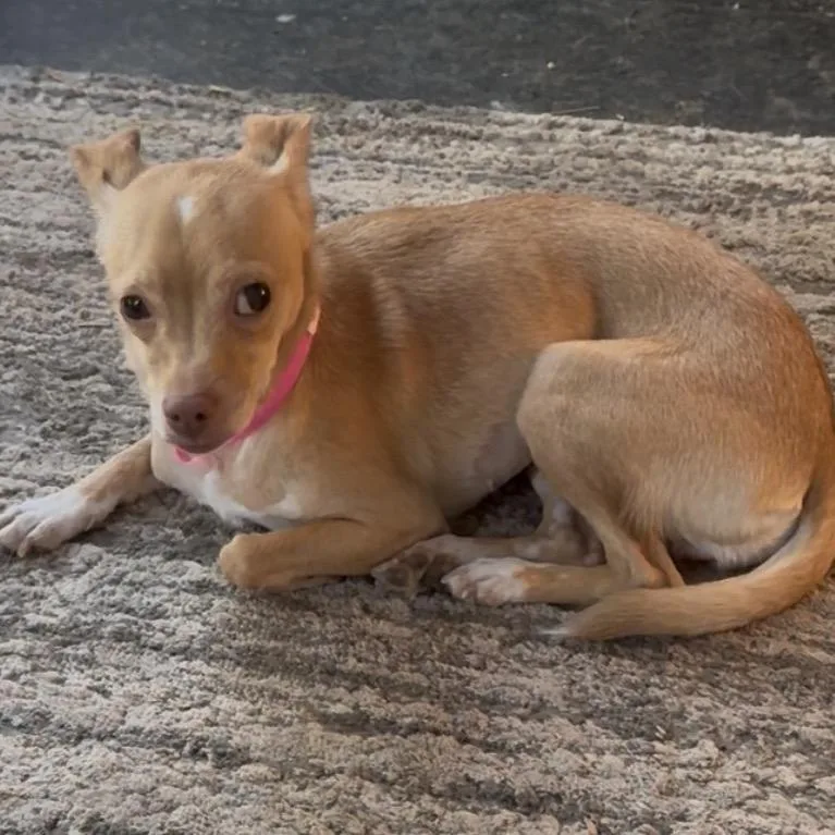 A young small-sized female Chihuahua dog named Latte for adoption in Las Vegas, NV