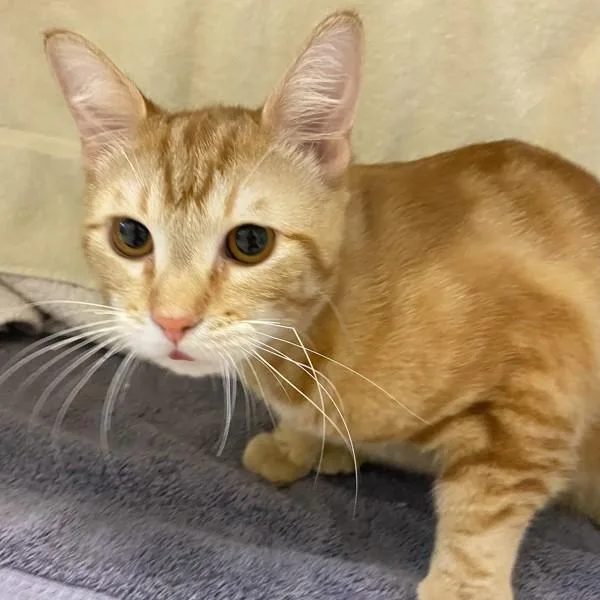 An adult large-sized male Domestic Short Hair cat named Sunkist for adoption in Oakland, CA