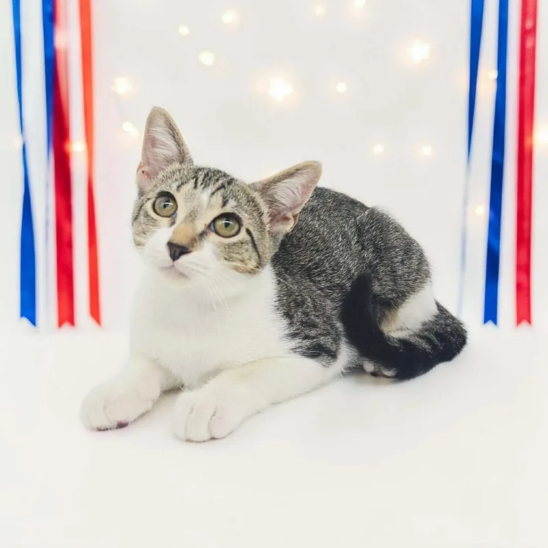 A baby medium-sized female Domestic Short Hair cat named Susie for adoption in Commerce City, CO
