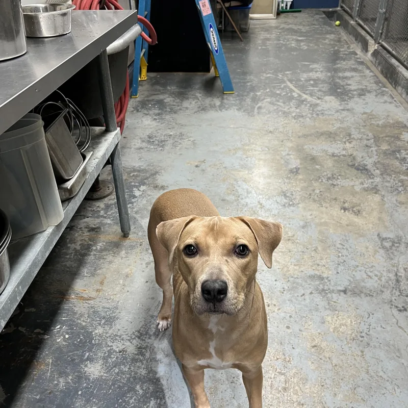 A young medium-sized female Apricot / Beige Mixed Breed dog named Bugsy for adoption in Old Saybrook, CT