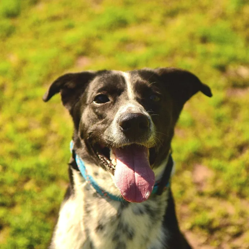 An adult medium-sized female Black Mixed Breed dog named Cali for adoption in Owosso, MI