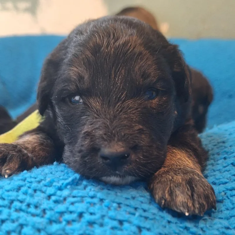 Little Caesar thumbnail 2