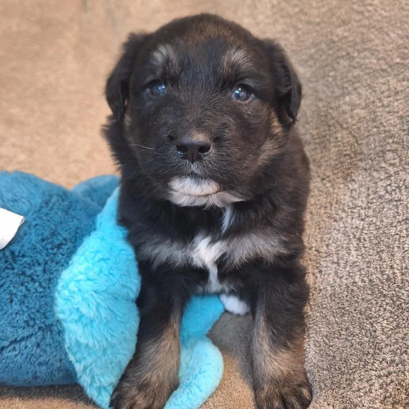 Little Caesar thumbnail 3