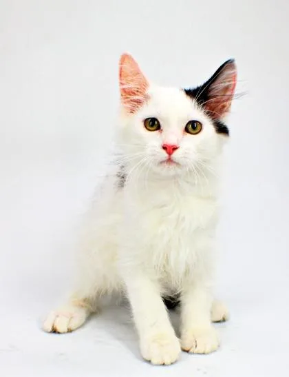 A baby small-sized male Domestic Long Hair cat named Copperfield for adoption in Morton Grove, IL