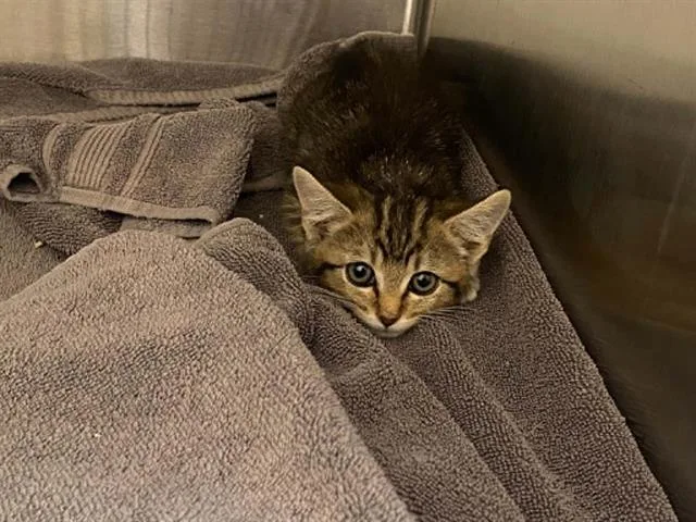 A baby small-sized female Domestic Short Hair cat named Webigail for adoption in Tustin, CA