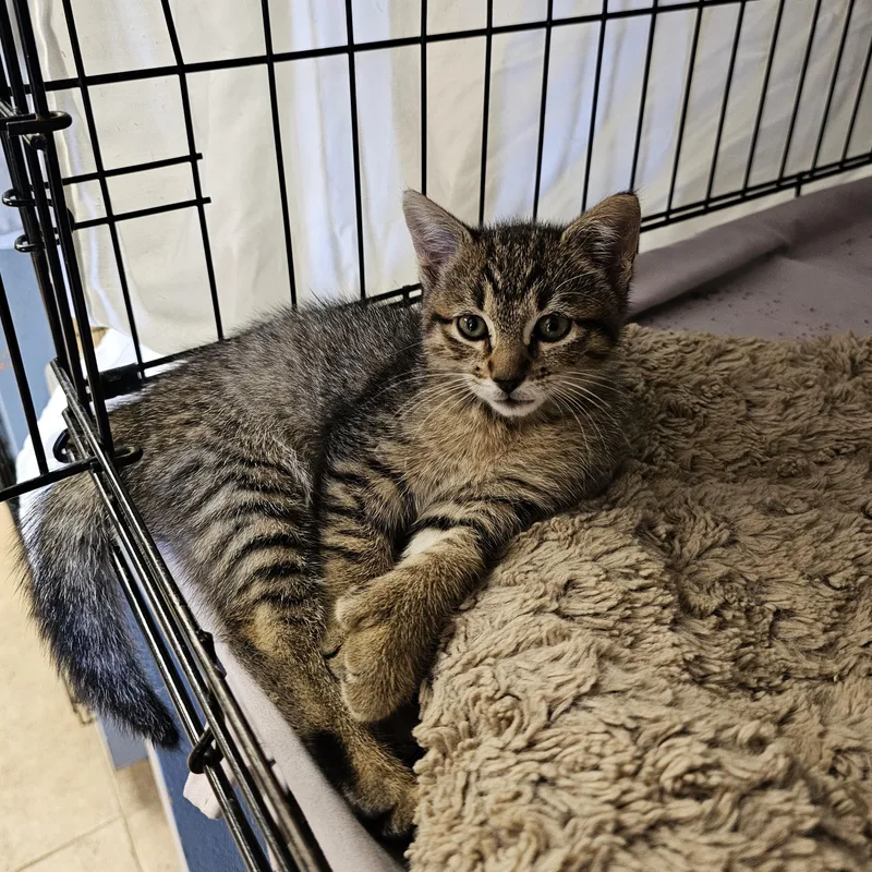 A baby medium-sized female Tabby (Buff / Tan / Fawn) Extra-Toes Cat / Hemingway Polydactyl cat named Beans & Toest for adoption in Searcy, AR
