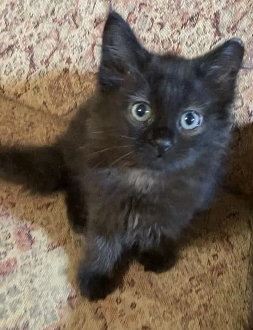 A baby medium-sized female Black Domestic Long Hair cat named Coco Puff for adoption in Charlotte, NC