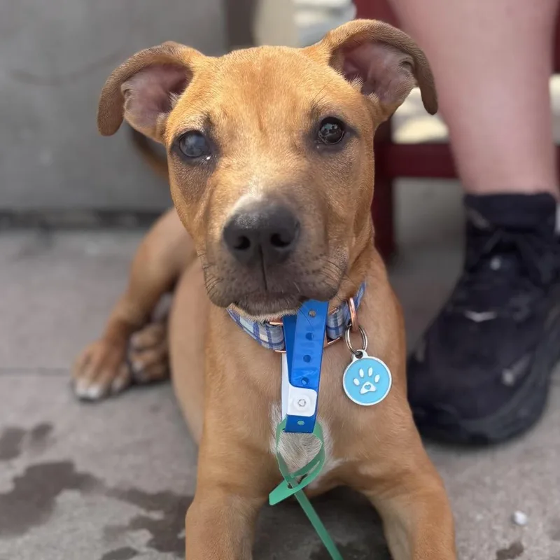 Oliver Jr thumbnail 2