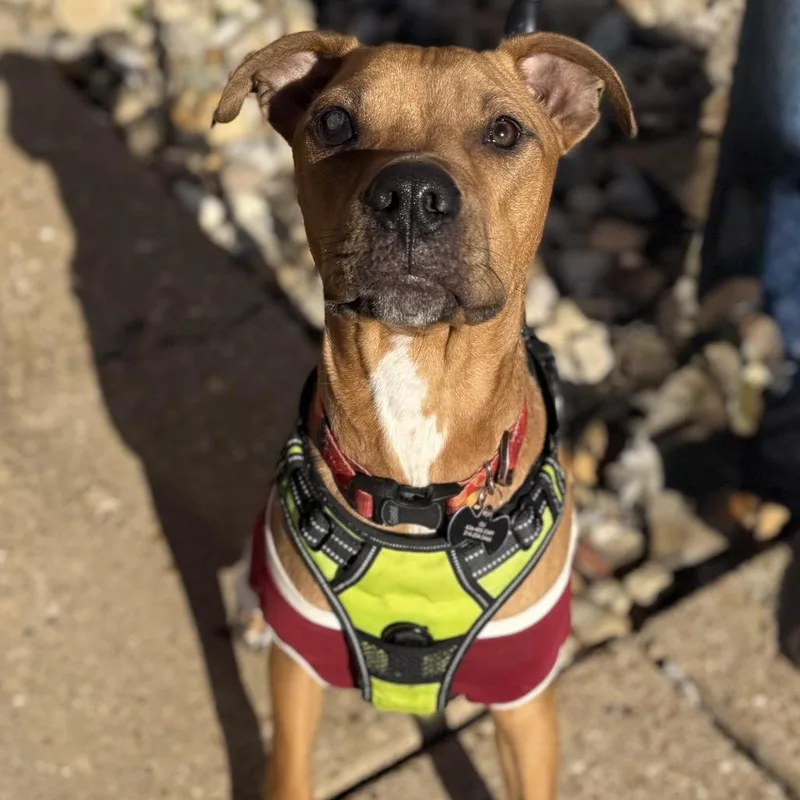 Oliver Jr thumbnail 3