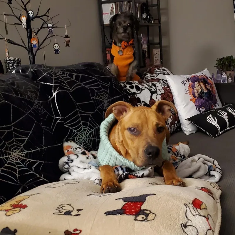 Oliver Jr thumbnail 4