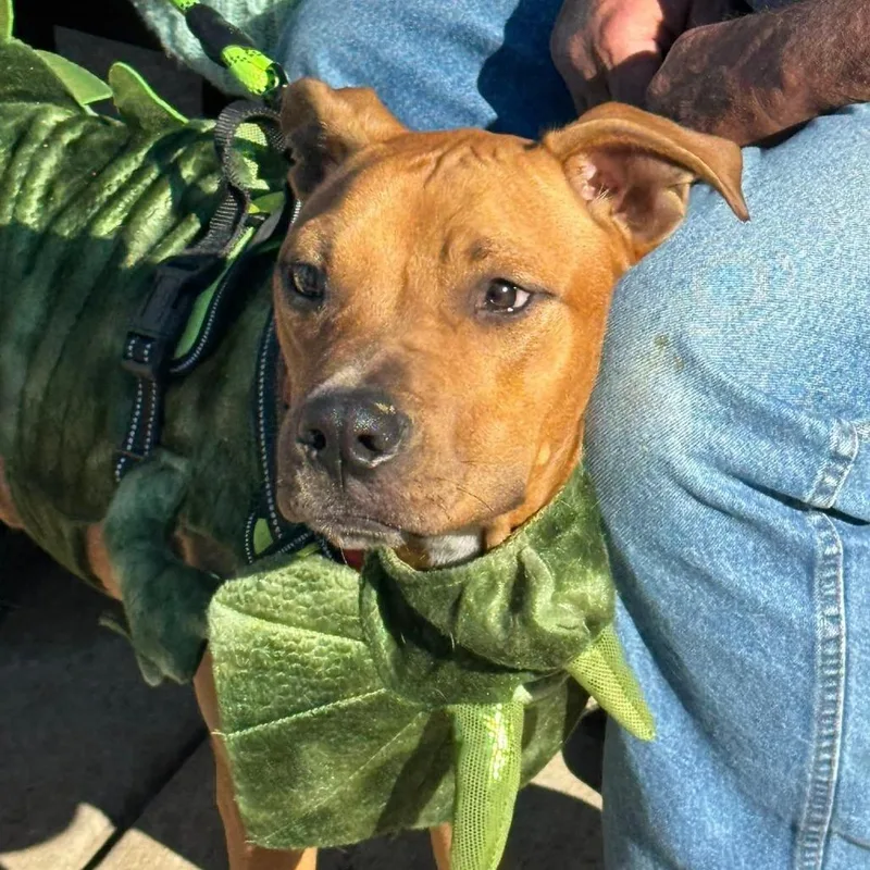 Oliver Jr thumbnail 5