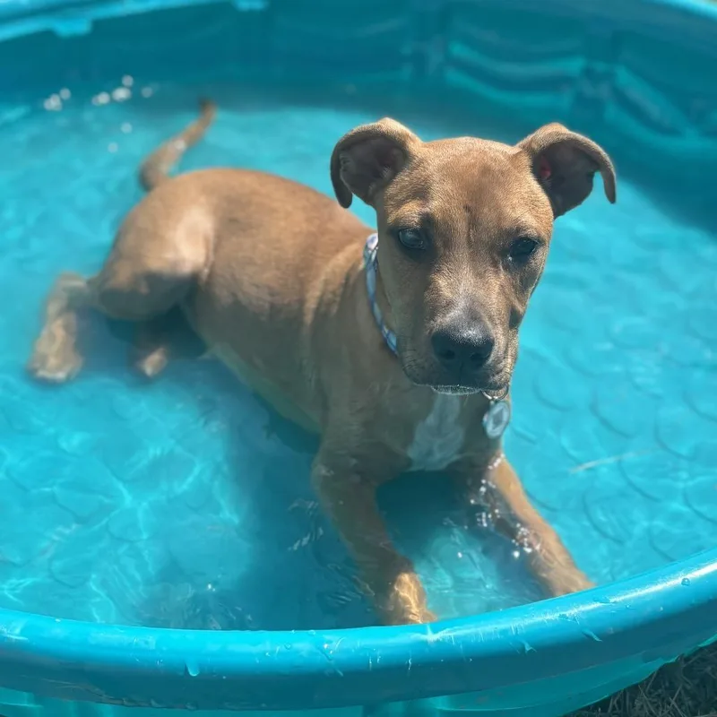 Oliver Jr thumbnail 6