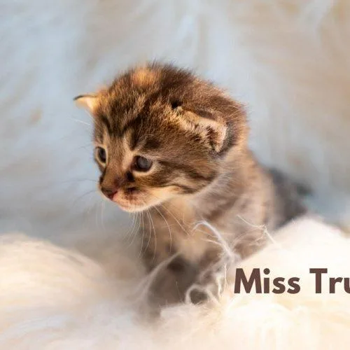 Miss Truffle thumbnail 3