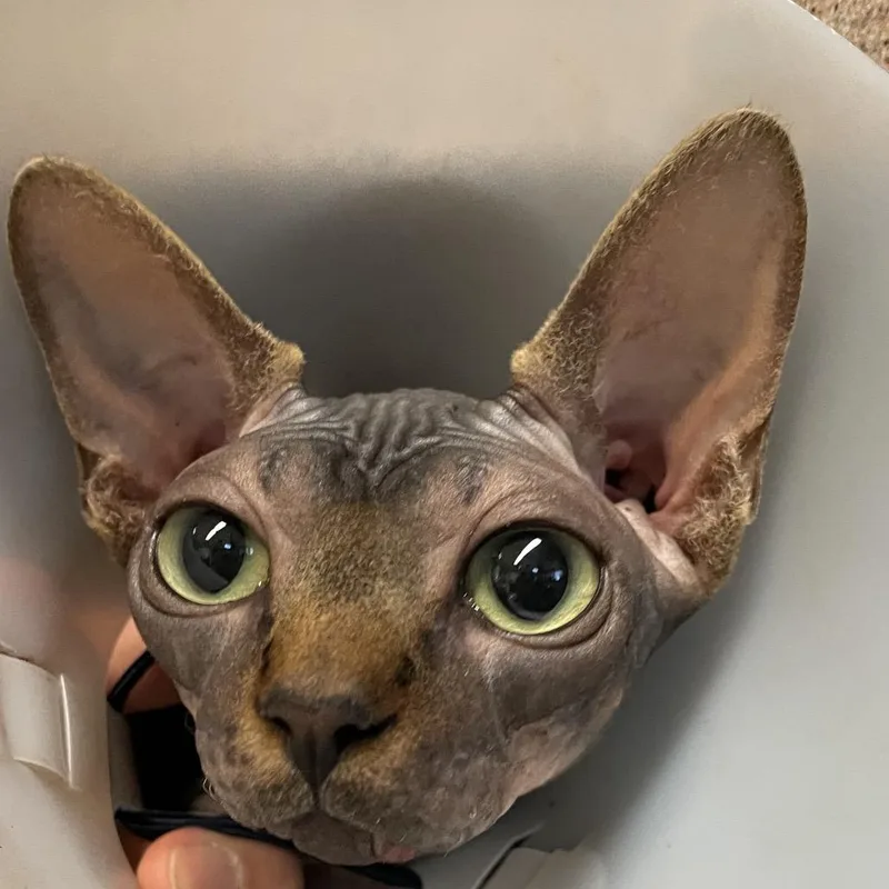 A young medium-sized male Gray / Blue / Silver Sphynx / Hairless Cat cat named Norman for adoption in Pasadena, CA