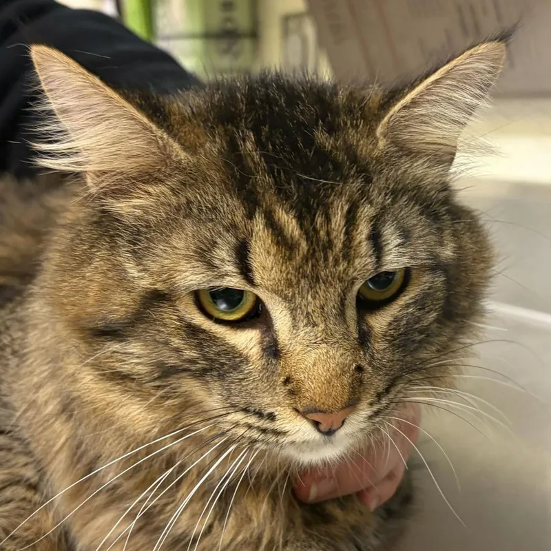 An adult large-sized male Brown / Chocolate Domestic Long Hair cat named Jasper for adoption in Asheville, NC