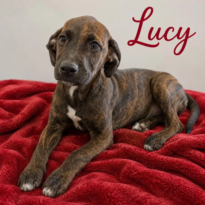 A baby medium-sized female Merle (Red) Boxer dog named Lucy for adoption in Momence, IL