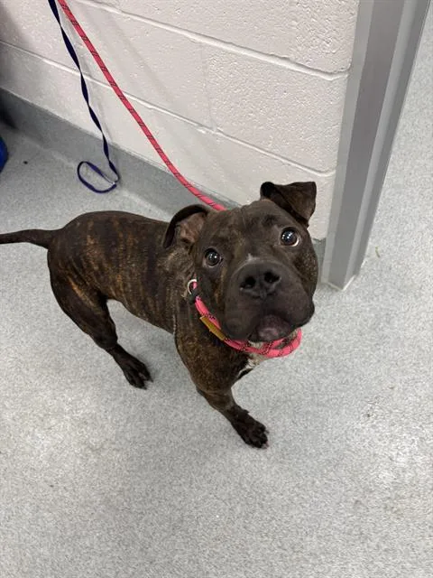 An adult large-sized male Pit Bull Terrier dog named Russell for adoption in Indianapolis, IN