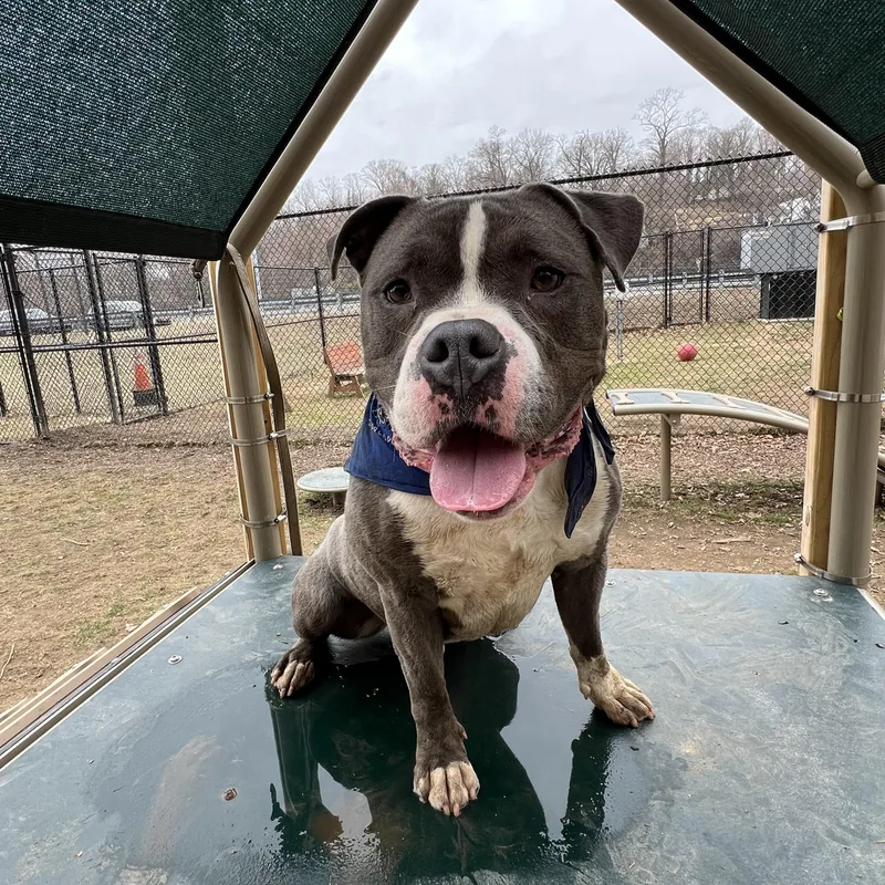 A young medium-sized male Gray / Blue / Silver American Bully dog named Tank for adoption in Yonkers, NY