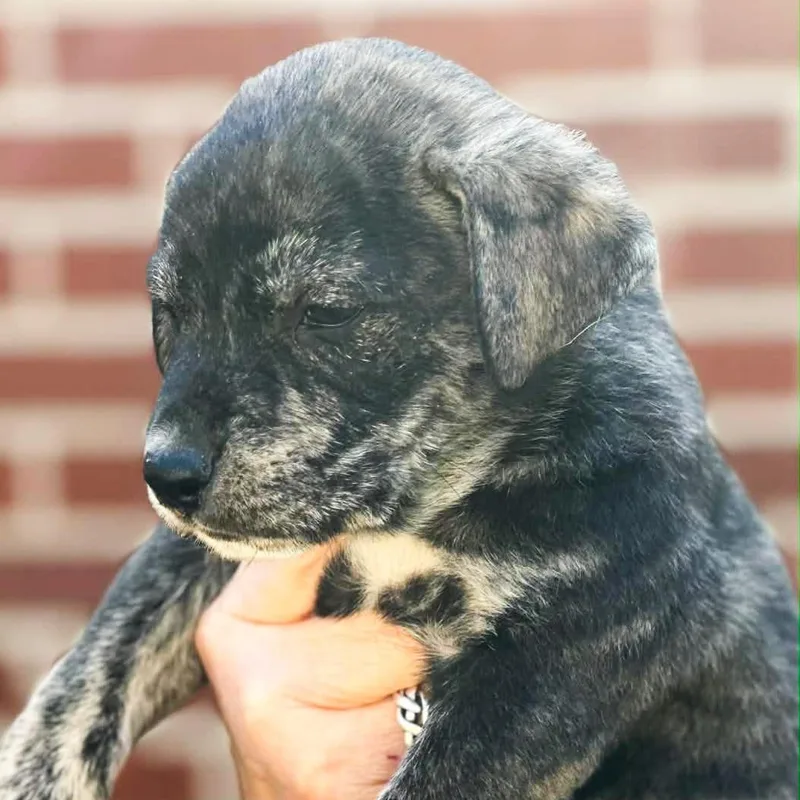 A baby medium-sized male Mixed Breed dog named Neptune for adoption in Albany, NY