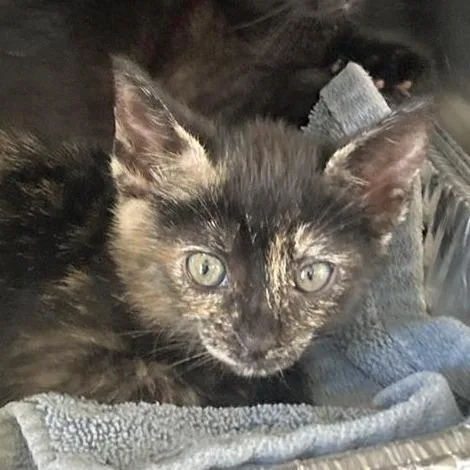 A baby small-sized female Tortoiseshell Domestic Short Hair cat named Opal for adoption in Long Beach, CA