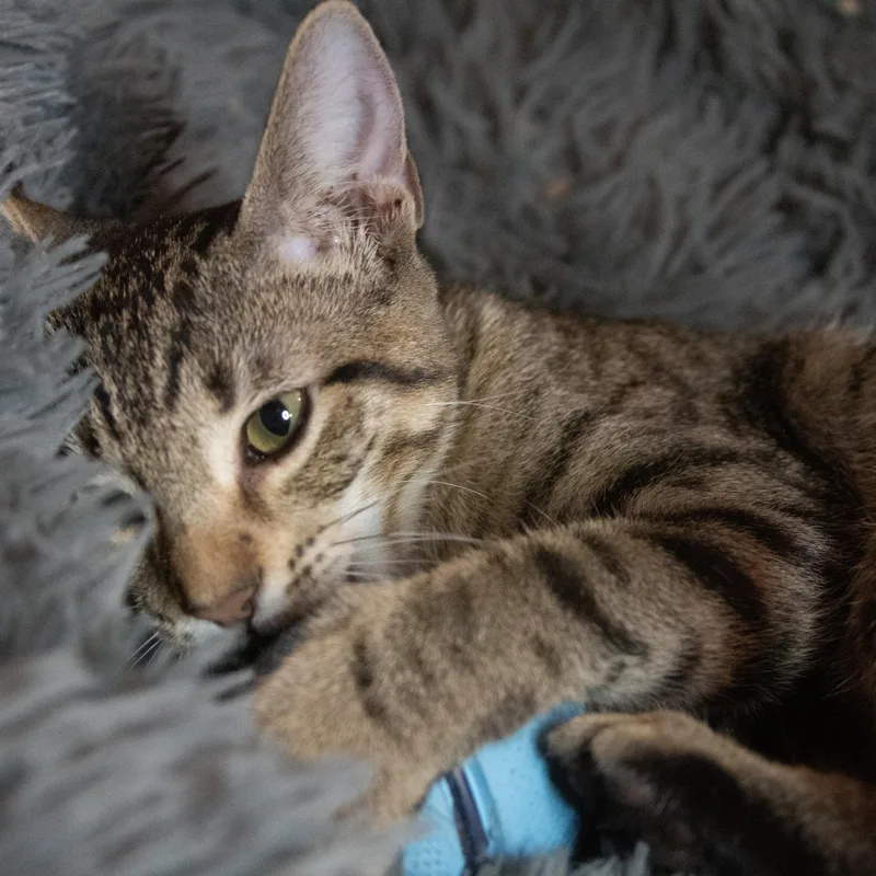 Willow thumbnail 2