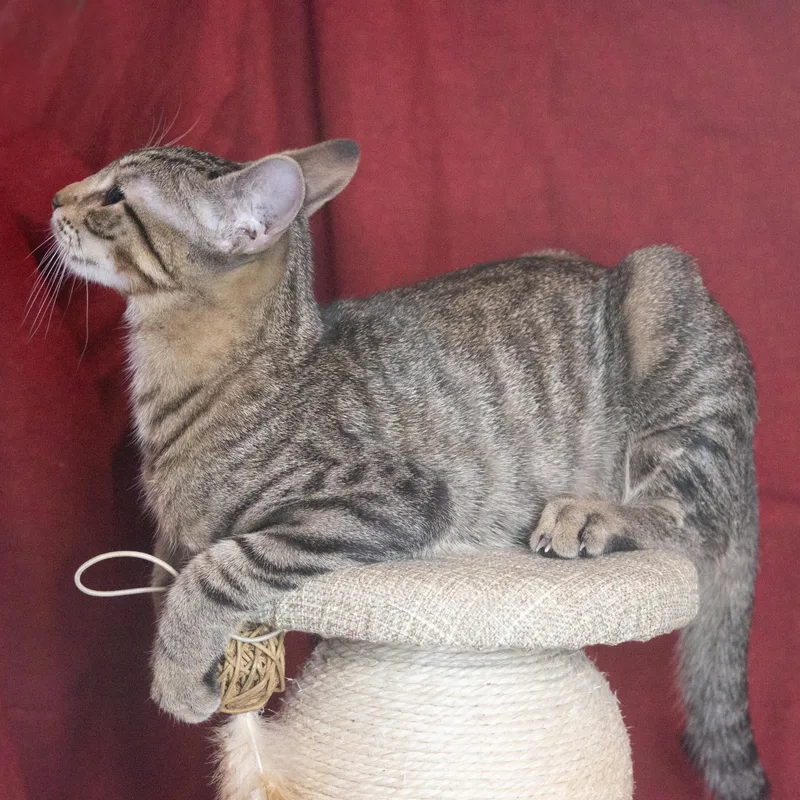 Willow thumbnail 3