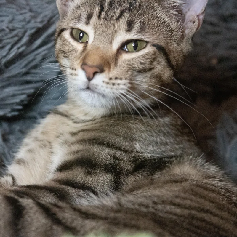 Willow thumbnail 4