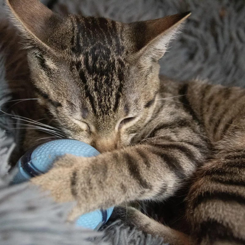 Willow thumbnail 6