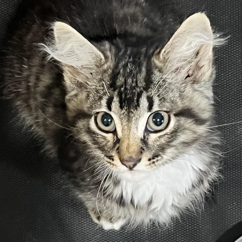 Radar Frankie thumbnail 2