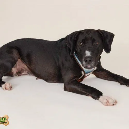 An adult large-sized female Black Labrador Retriever dog named Maggie  D for adoption in Frankfort, KY