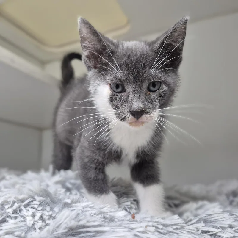 A baby small-sized male Gray / Blue / Silver Domestic Short Hair cat named Pompadour for adoption in Newark, NJ