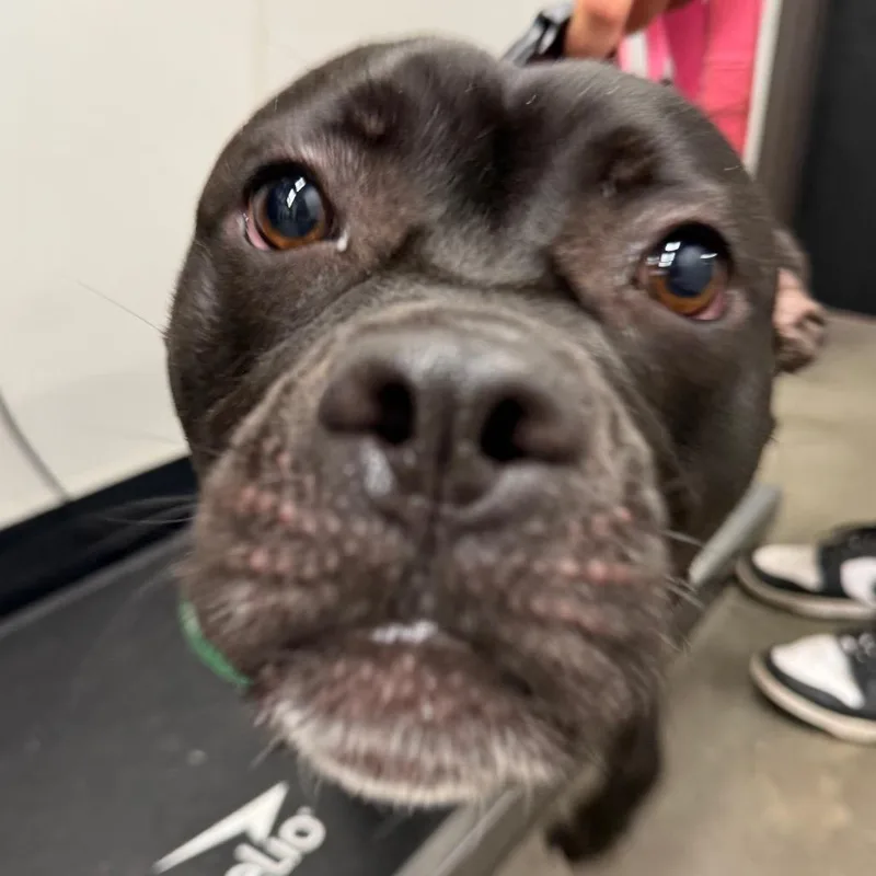 An adult medium-sized female Black Terrier dog named Sadie for adoption in Tampa, FL